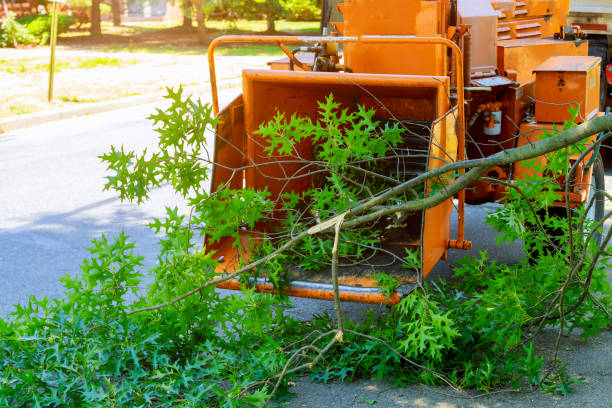 Best Tree Removal Near Me  in Linden, TN